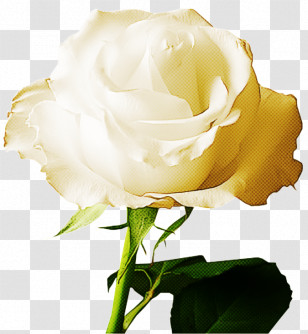 Garden Roses Transparent PNG