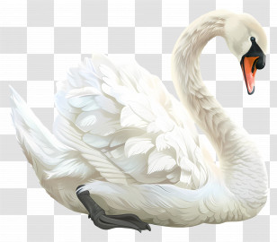 White Swan - White Swan With Fluffy Feathers Transparent PNG