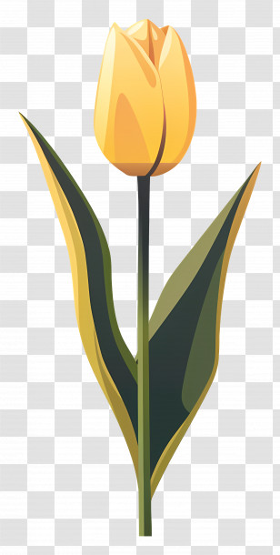 Yellow Tulip - Yellow Tulip In Botanical Illustration Transparent PNG