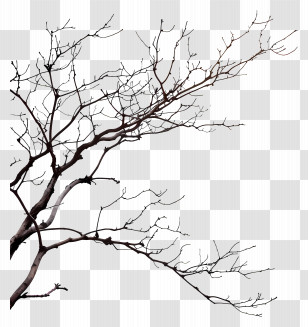 Bare Branches - Bare Tree Branch Illustration Transparent PNG