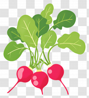 Radishes - Radishes With Green Leaves Transparent PNG