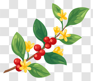 Coffee Tree Branch - Coffee Plant With Berries And Leaves Transparent PNG