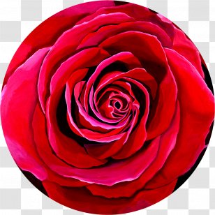 Contemporary Art Work Of Modern Painting - Rosa Centifolia - Red Roses Transparent PNG