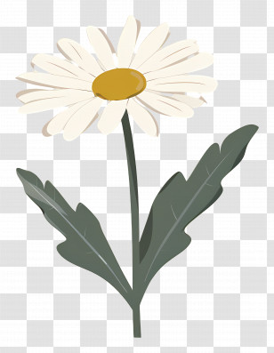 White Daisy - White Daisy Flower Illustration Transparent PNG