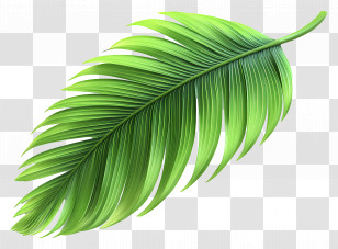 Coconut Leaf - Bright Green Palm Leaf Illustration Transparent PNG
