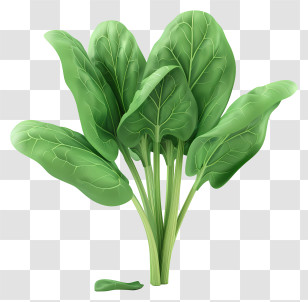 Spinach - Fresh And Green Spinach Leaves Illustration Transparent PNG