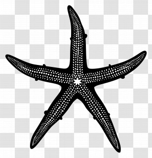 Starfish Silhouette - Silhouette Starfish In Black Design Transparent PNG