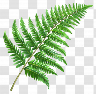 Fern Leaf - Green Fern Leaf Illustration Transparent PNG