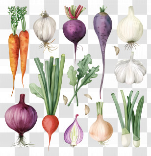 Vegetables - Hand-painted Vegetables In Watercolor Style Transparent PNG
