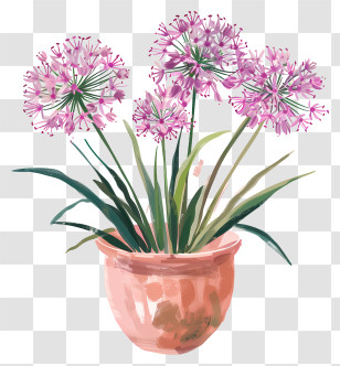Allium Giganteum Flowers - Pink Flowers In Terracotta Pot Watercolor Design Transparent PNG