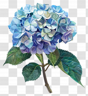 Digital Art - Beautiful Blue Hydrangea Blossom Transparent PNG