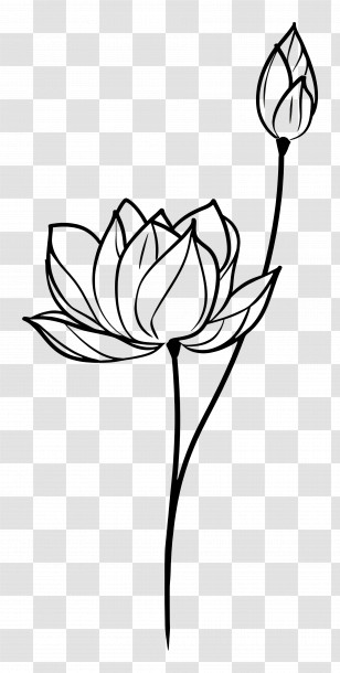 Lotus - Black And White Lotus Flower With Bud Transparent PNG