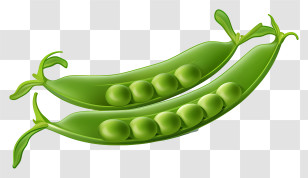Pea Pods - Illustration Of Pea Pods With Visible Peas Transparent PNG
