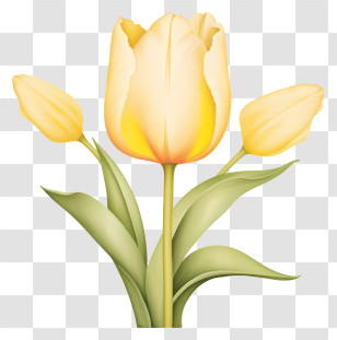 Yellow Tulip - Yellow Tulip Flowers Illustration Transparent PNG