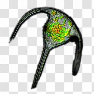 Ceratium Phytoplankton Dinoflagellates Protist - Beak - Plankton Transparent PNG
