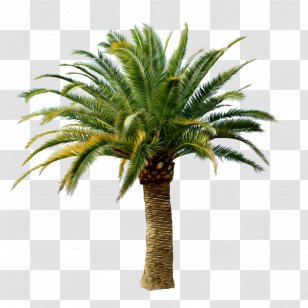 Arecaceae Clip Art - Date Palm - Tree Transparent PNG