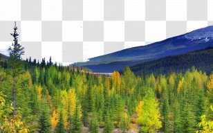 Canada Canvas Poster Display Resolution Wallpaper - Ecosystem - Alberta, Six Transparent PNG