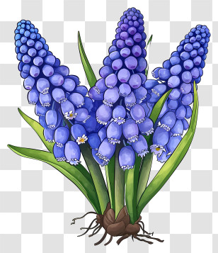 Cartoon Grape Hyacinth - Vivid Blue Grape Hyacinths In Bloom Transparent PNG