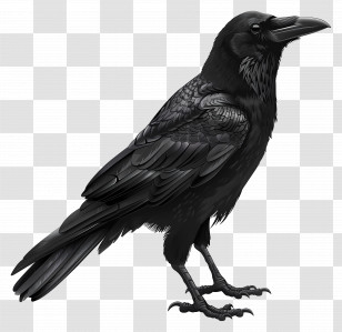 Crow - Black Raven Illustration With Shiny Feathers Transparent PNG