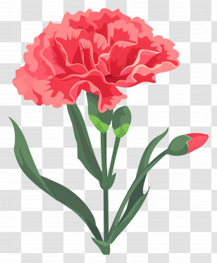 Carnation Flower - Delicate Pink Carnation Flower Transparent PNG