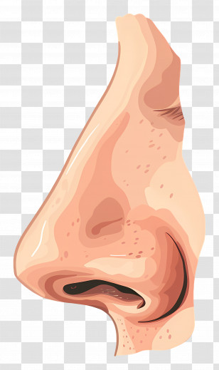 Nose - Detailed Illustration Of A Human Nose Transparent PNG
