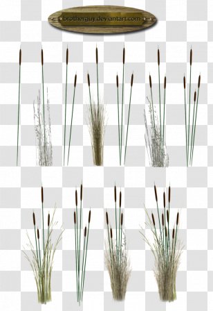 Hoary Stock Artist DeviantArt - Grass - Reeds Transparent PNG