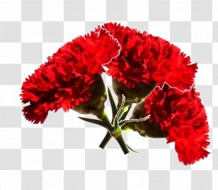Carnation Revolution Era Uma Vez Cut Flowers 25 April - Chrysanths - Ter&ccedil;o Transparent PNG