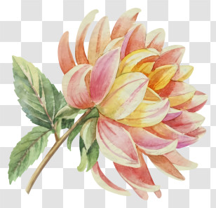 Watercolor Painting - Beautiful Flower Illustration Transparent PNG