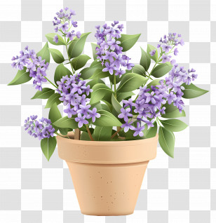 Lilac Flowers - Potted Lavender Plant With Purple Flowers Transparent PNG