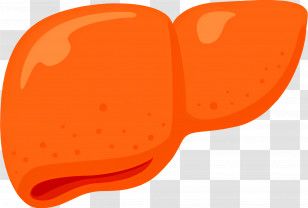 Orange Liver Illustration - Orange Liver Illustration For Healthcare Transparent PNG