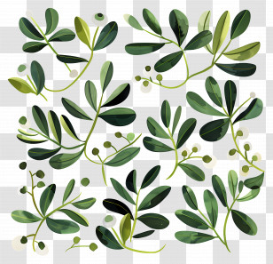 Mistletoe - Green Leaf Drawings For Botanical Inspirations Transparent PNG