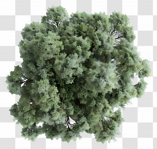Plan Tree Top View - Miniature Model Tree Foliage Cluster Transparent PNG