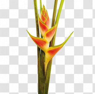 Heliconia Wagneriana Cut Flowers Colombia Bud Transparent PNG
