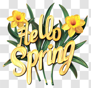 Hello Spring - Yellow Daffodils With Spring Text Transparent PNG