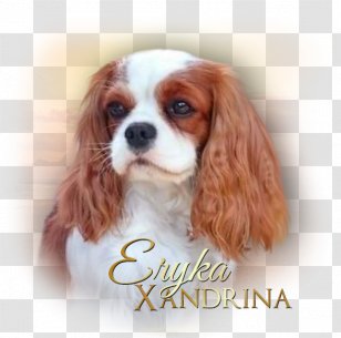 Pug French Bulldog Cavalier King Charles Spaniel Puppy Cushion Carnivoran Transparent Png