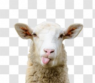 Sheepâ€“goat Chimera Grazing Pasture - Bluetongue Disease - Sheep Transparent PNG