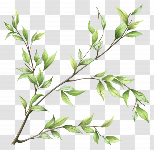 Willow Branch - Green Leaves Branch Illustration Transparent PNG