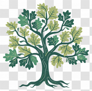 Oak Tree - Green Tree With Branches And Foliage Transparent PNG