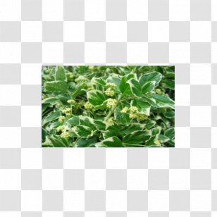 Fortune's Spindle Japanese Laurel Juniperus Procumbens Plant Ligustrum Ovalifolium - Variegation Transparent PNG