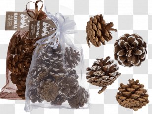 Pine Conifer Cone Christmas Day Gift Spruce Transparent PNG