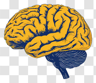 Brain Mind - Illustration Of A Brain In Yellow And Blue Tones Transparent PNG