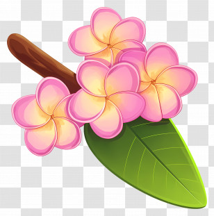 Plumeria Flower - Pink Plumeria Flowers And Green Leaf Illustration Transparent PNG