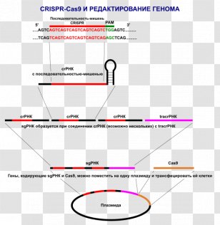 CRISPR Cas9 Genome Editing Plasmid Research - Technology Transparent PNG