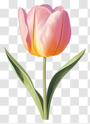 Pink Tulip - Pink Tulip Flower Illustration Transparent PNG
