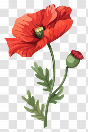 Poppy Flower - Illustration Of Red Poppy Flower Transparent PNG