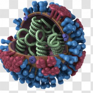 Avian Influenza Flu Season Vaccine A Virus Subtype H5N1 - Orthomyxoviridae - Genetic Material Transparent PNG