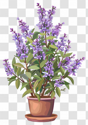 Lilac Flowers - Potted Lavender With Blooming Flowers Transparent PNG