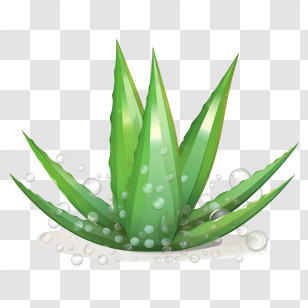 Aloe Vera - Aloe Vera Plant With Water Bubbles Transparent PNG