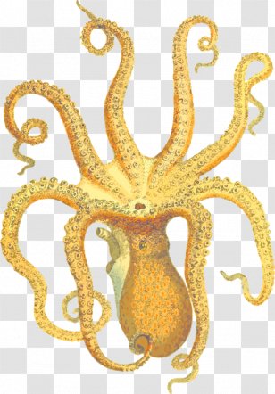 Octopus Squid Argyle Academic Planner With Inspirational Quotes (A5): A Monthly/Weekly Organizer For College Students And Teachers (August - Stockxchng - July) Clip ArtOcto Cliparts Transparent PNG