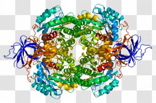Ferritin Thermotoga Maritima Protein Petrophila - Specialty - Jewelry Making Transparent PNG